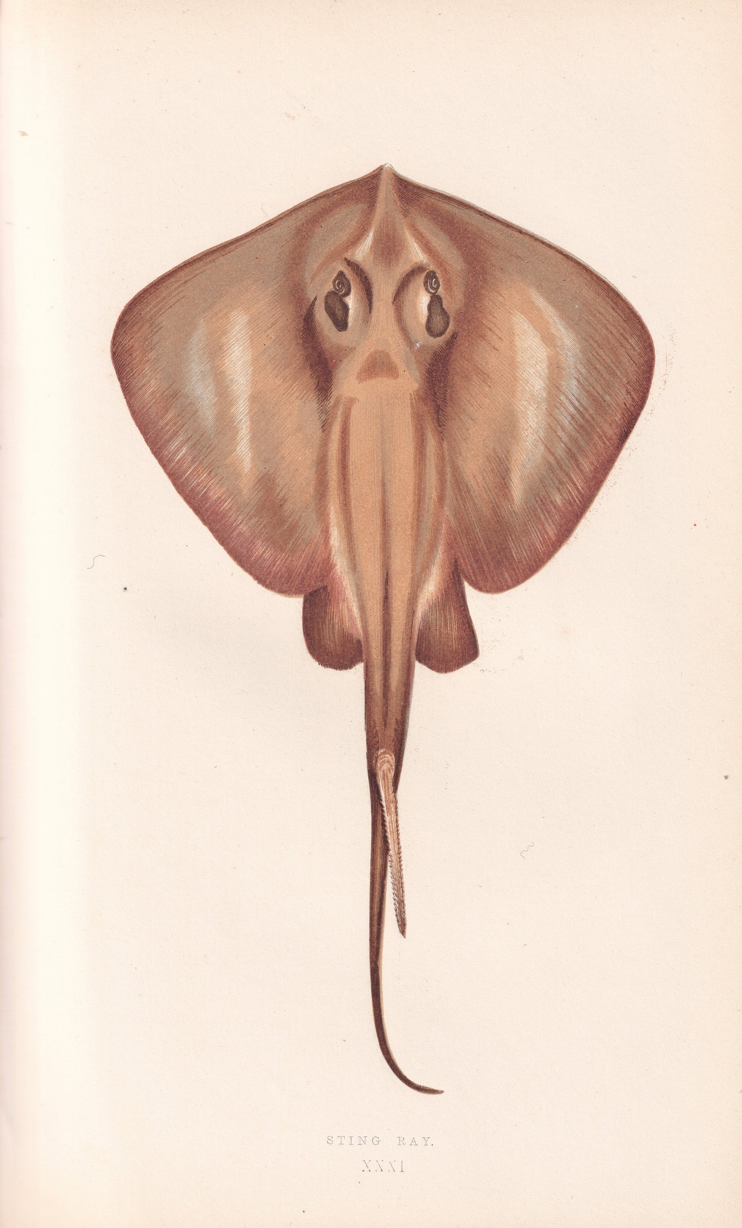 Sting Ray