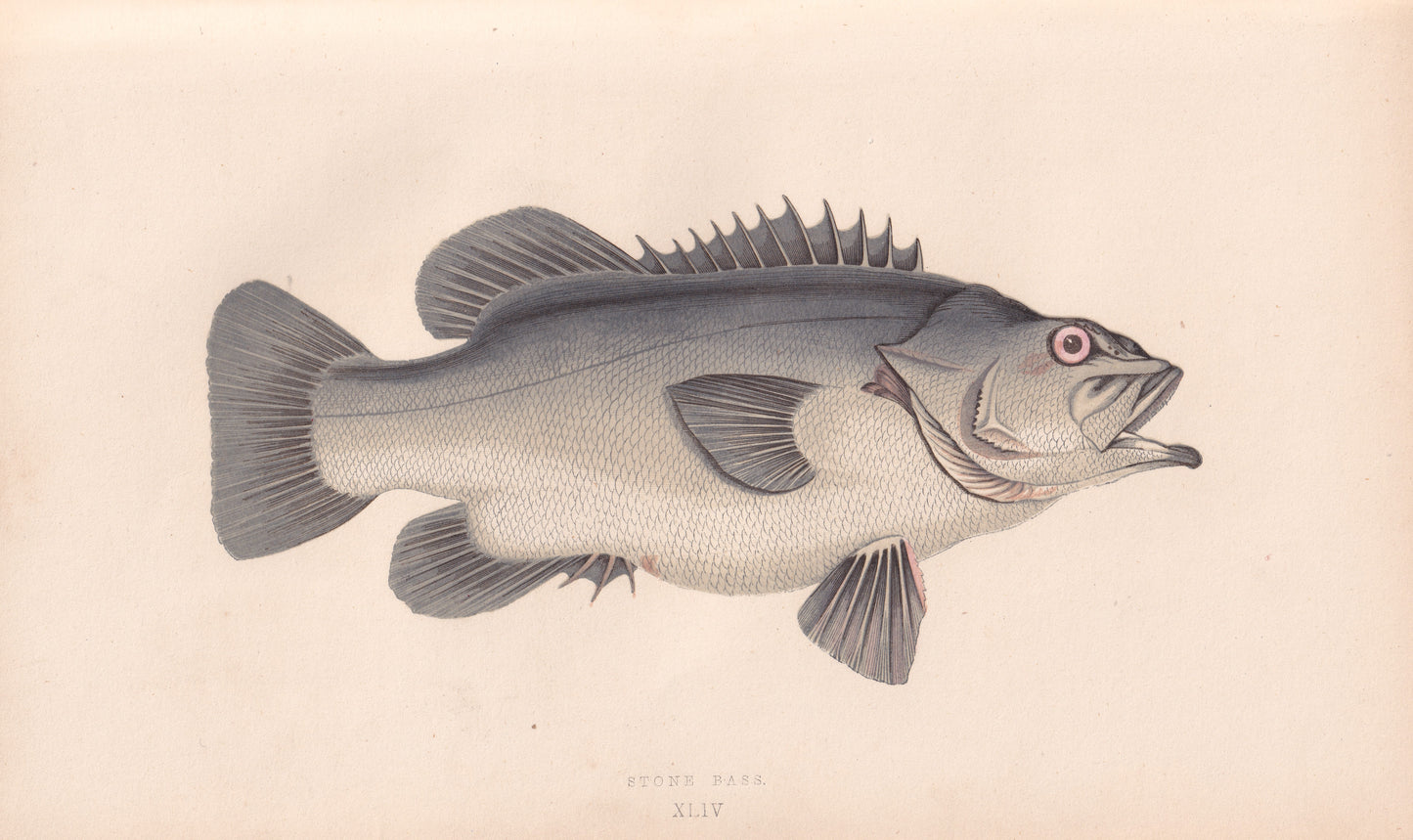 Stone Bass