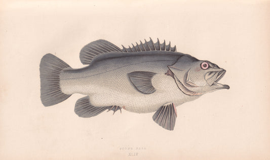 Stone Bass