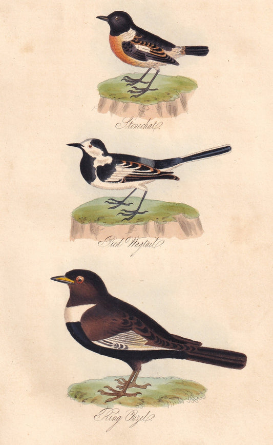 Stonechat, Pied Wagtail and King Ouzel
