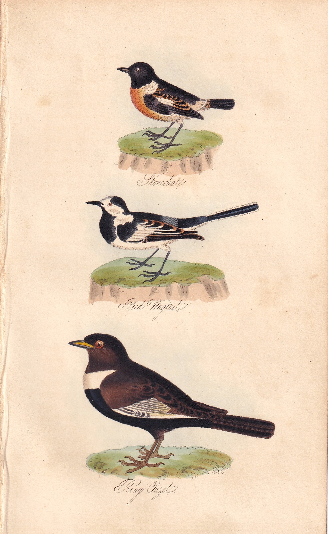 Stonechat, Pied Wagtail and King Ouzel