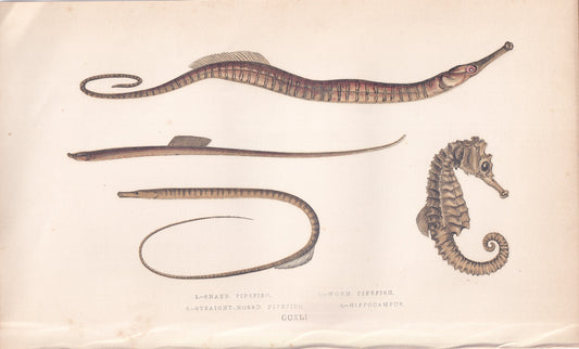 Straight-Nosed Pipefish & Sea Horse
