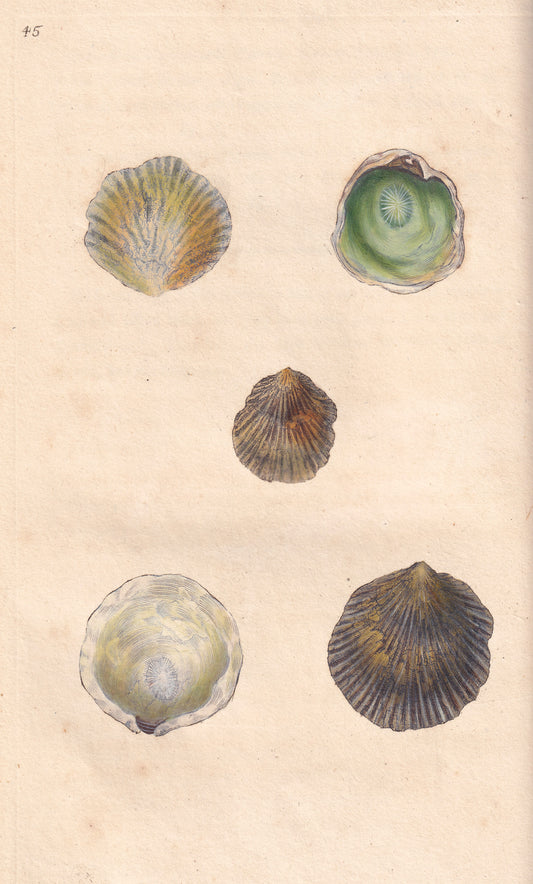 Striated Oyster