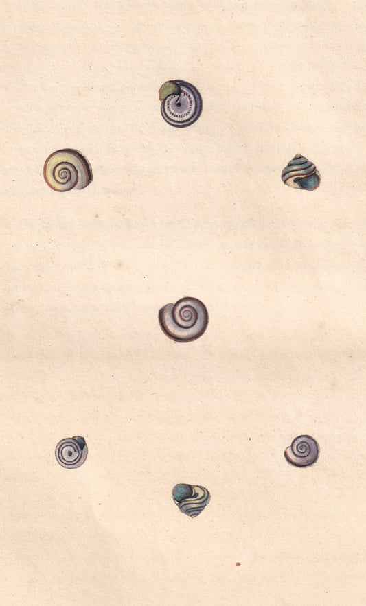 Striped Snail