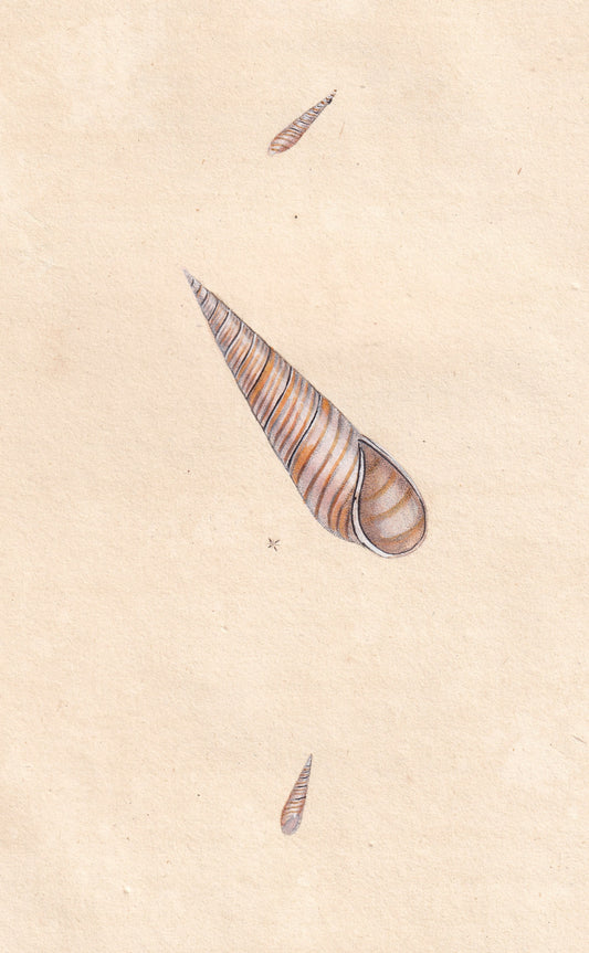 Subulate Wreath Shell