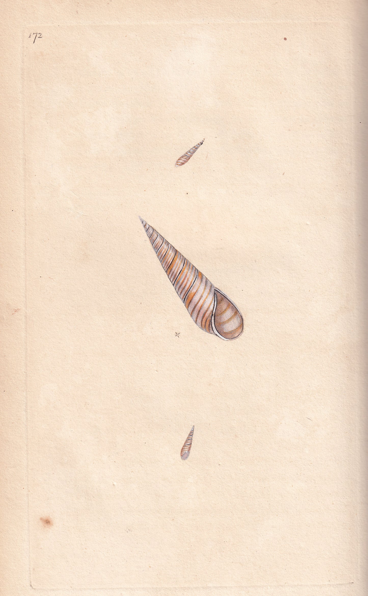 Subulate Wreath Shell