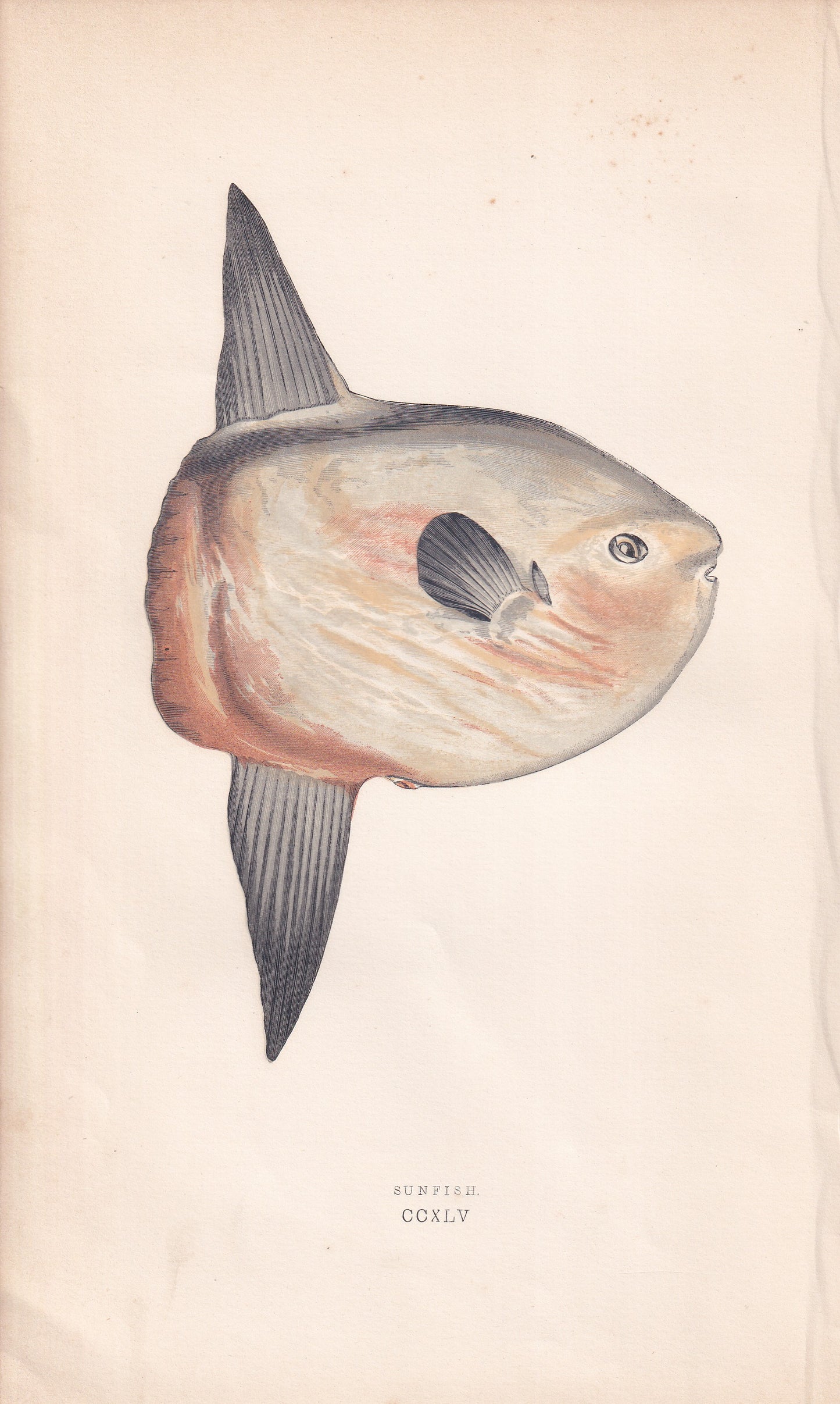 Sunfish
