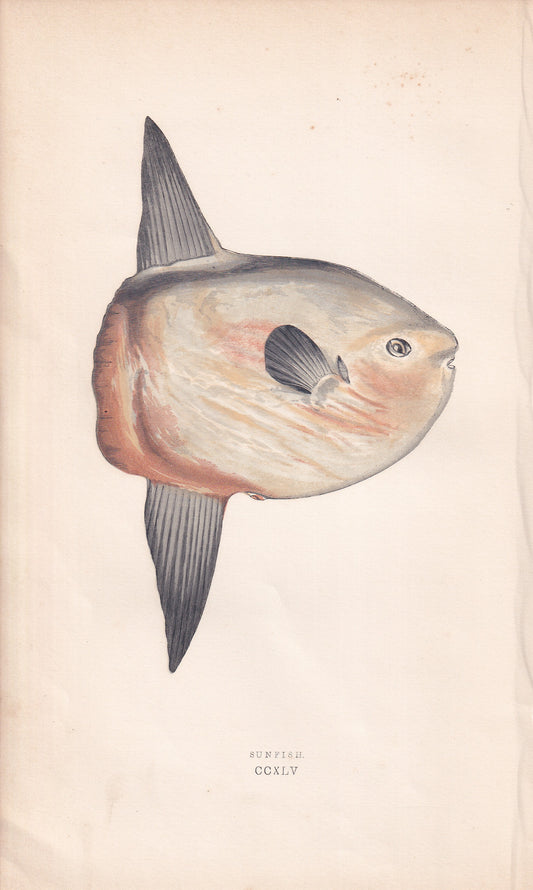 Sunfish