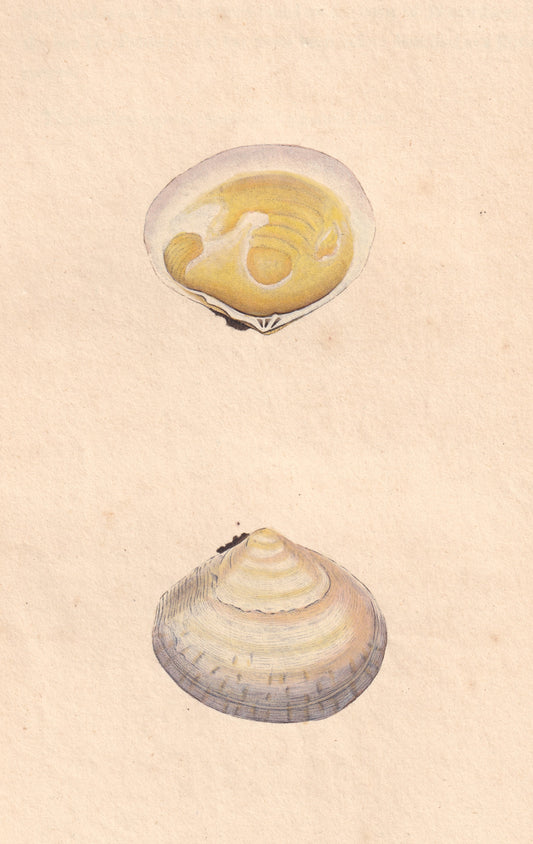 Tellina Fausta