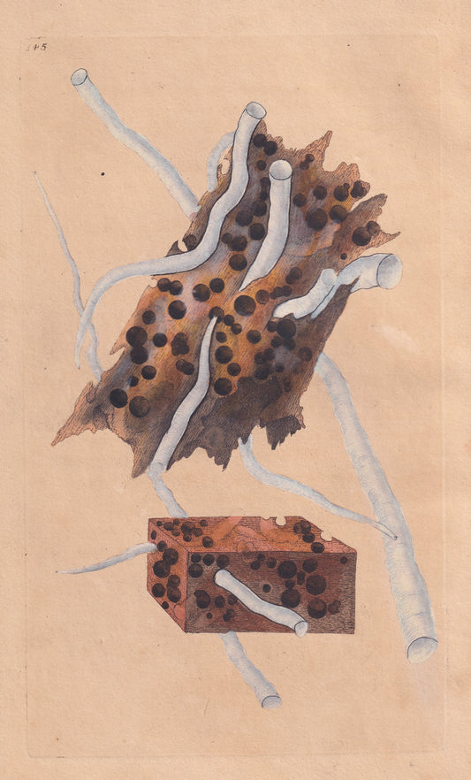 Teredo Navalis