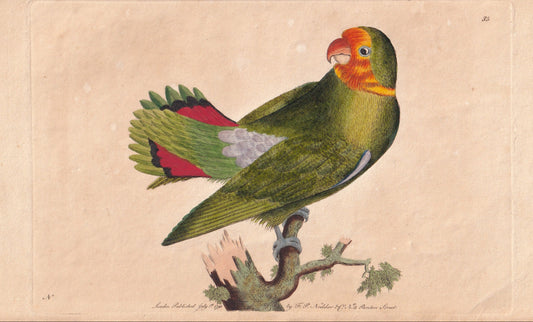 antique prints, vintage prints, original prints, hand-coloured prints, colored engravings, antique art, vintage art, decorative prints, collectible prints, fine art prints
