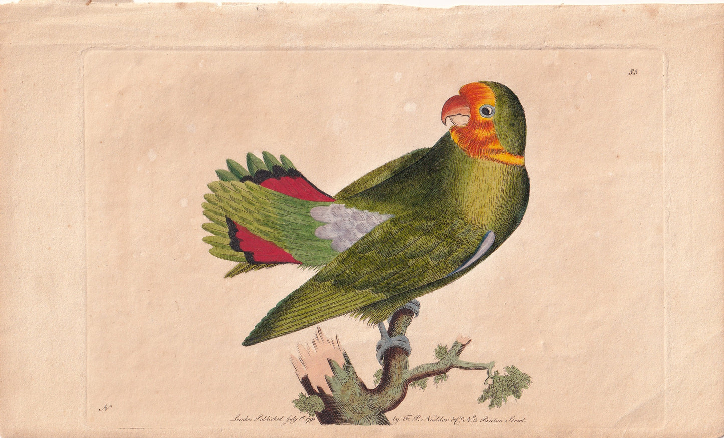 The Guinea Parrakeet or Red-Headed Lovebird