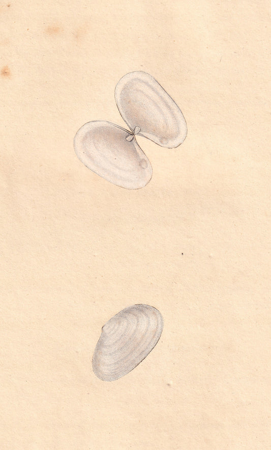 Thin White Spoonhinge Gaper