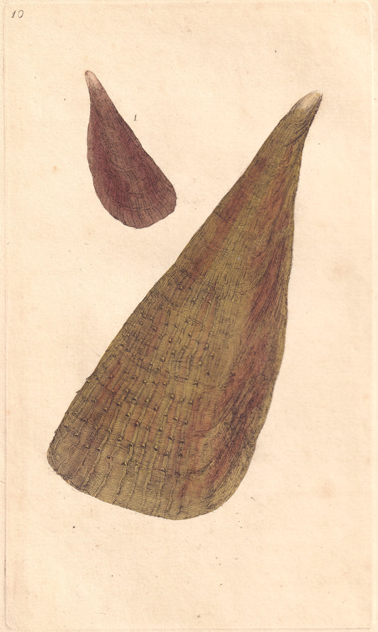 Thorny Wing, Or Sea Ham