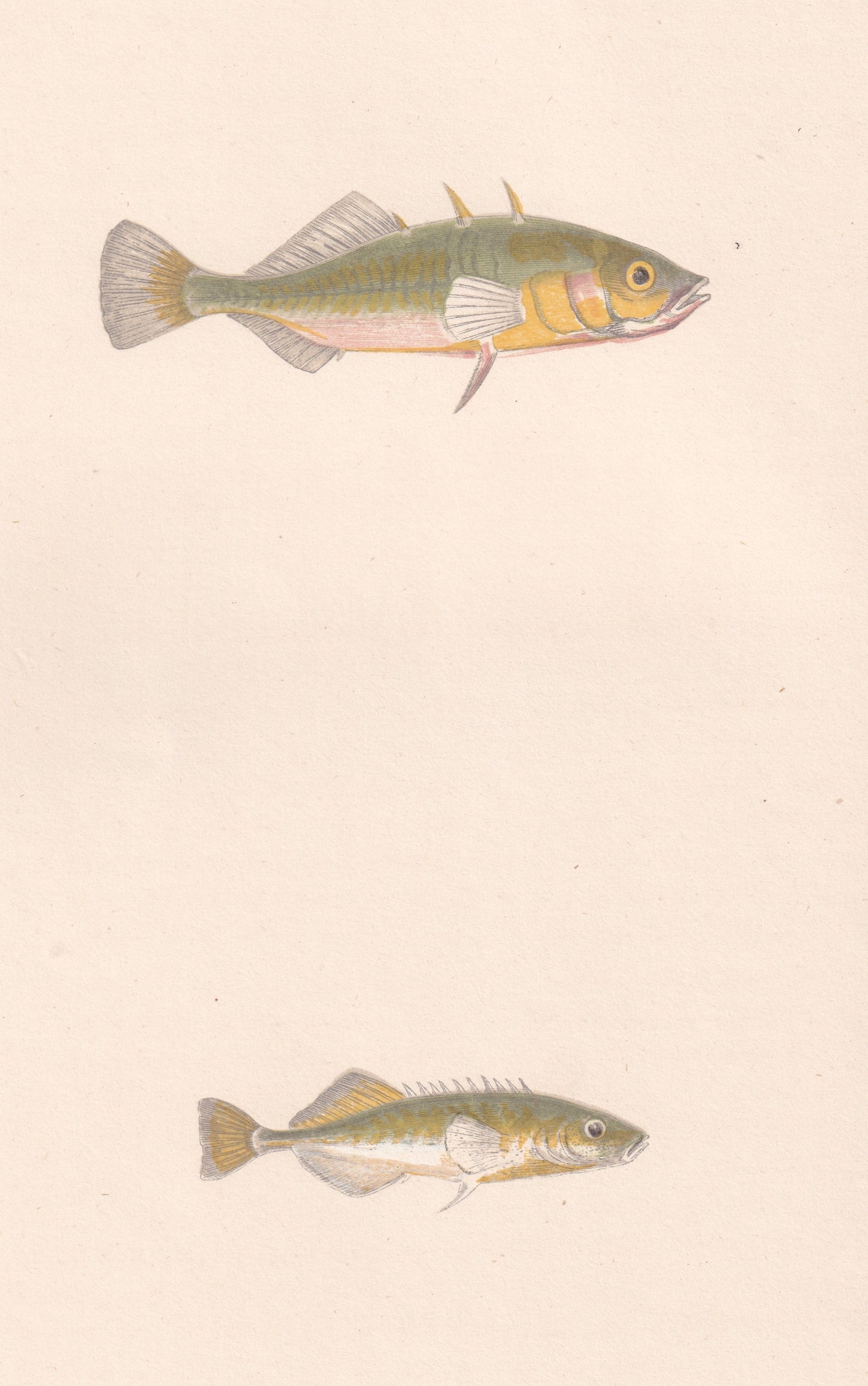 Hand coloured fish prints, Antique fish prints, Vintage fish prints, Original fish prints, Hand-colored ichthyology prints, Fish art prints, Fish lithographs, Fish engravings 