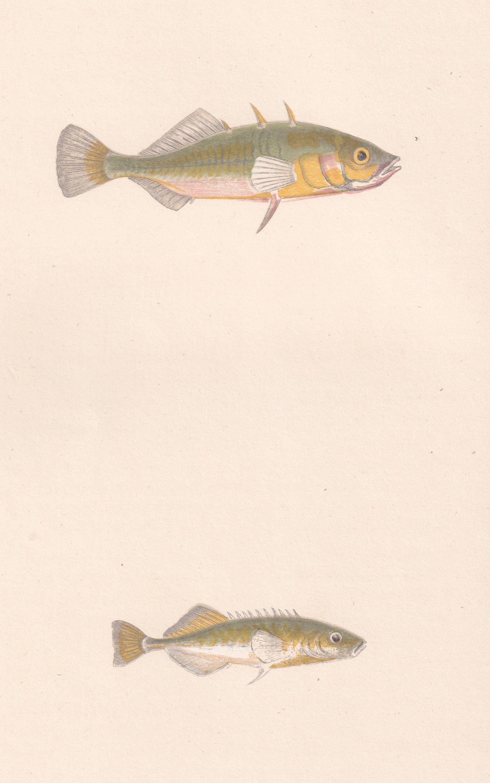 Hand coloured fish prints, Antique fish prints, Vintage fish prints, Original fish prints, Hand-colored ichthyology prints, Fish art prints, Fish lithographs, Fish engravings 