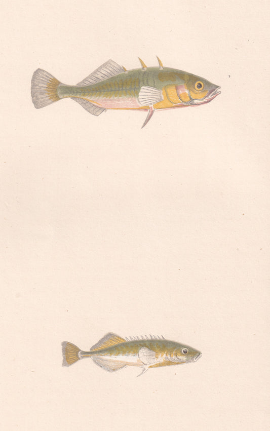 Hand coloured fish prints, Antique fish prints, Vintage fish prints, Original fish prints, Hand-colored ichthyology prints, Fish art prints, Fish lithographs, Fish engravings 