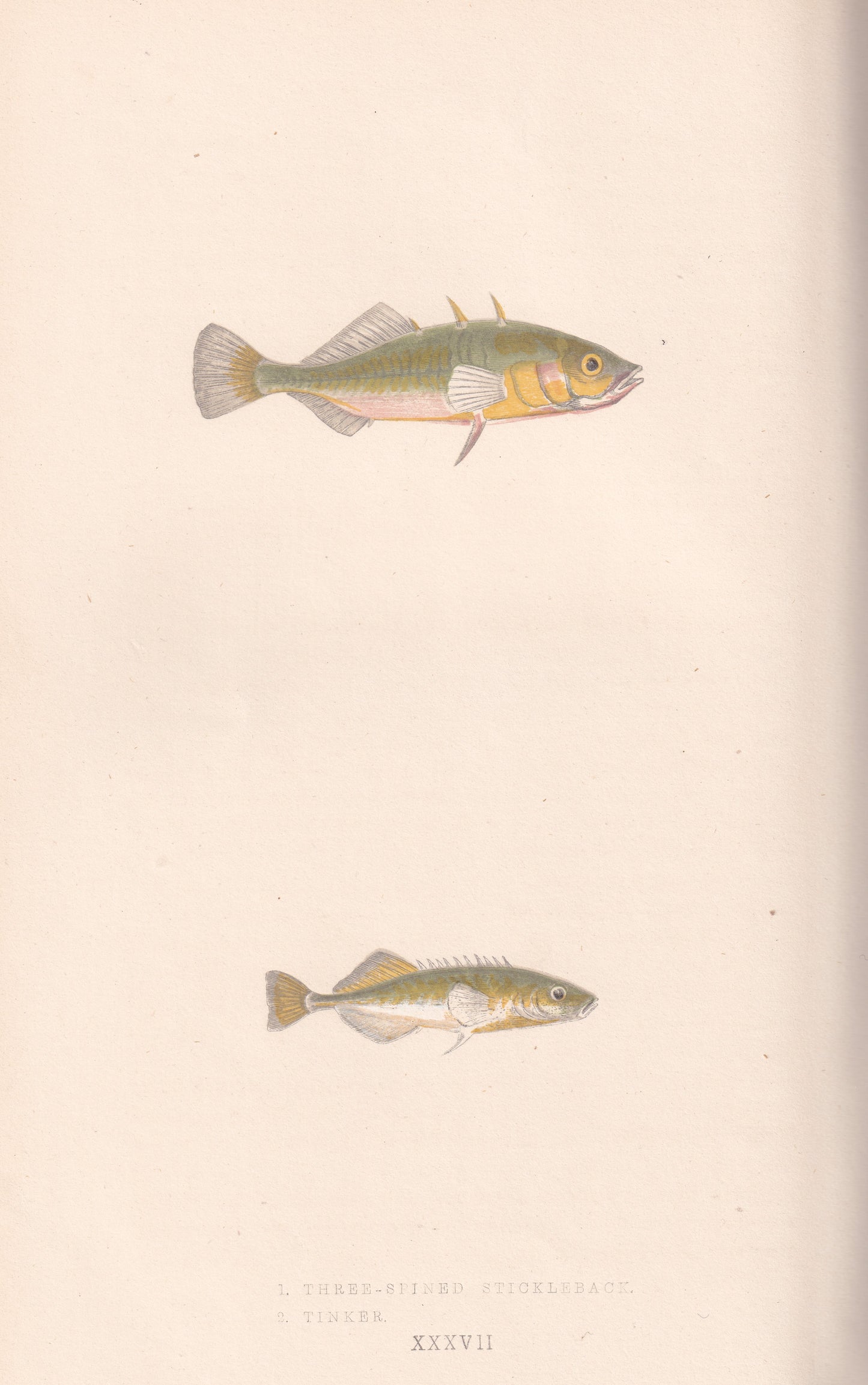 Three Spined Stickleback & Tinker