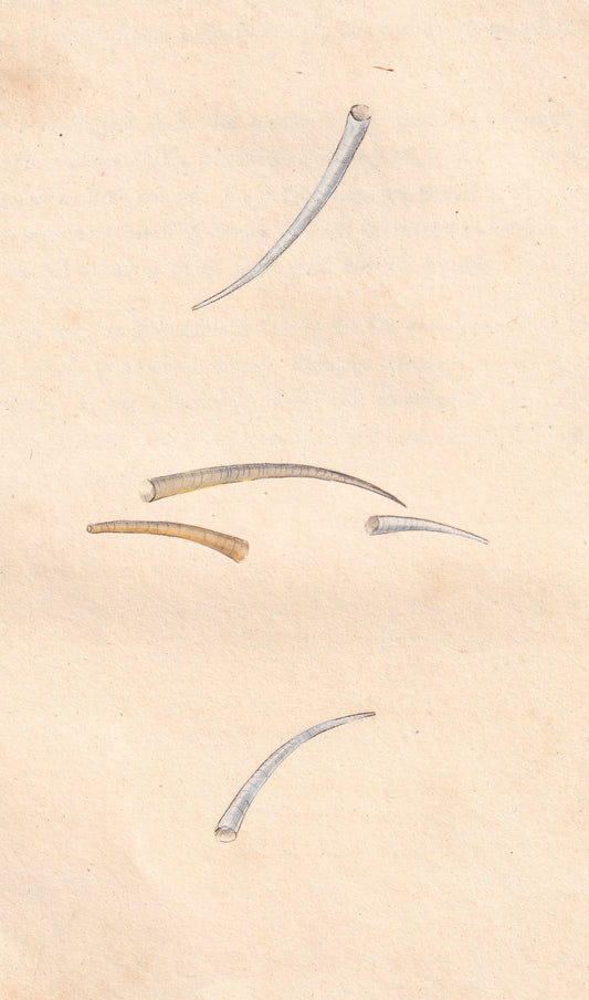 Tooth Shell