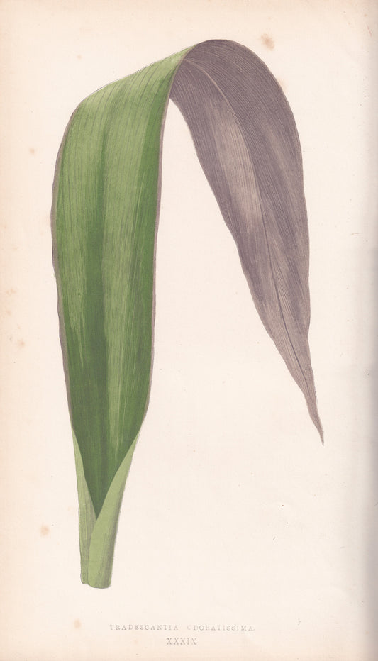 Antique Print, Botanical Print, Botanical Art, Vintage Print, Wall Art, Home Décor, Collectible, Original Print, Engraving, Lithograph, Hand-colored, Victorian, Hand-coloured, 19th Century 
