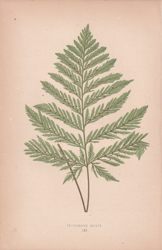 Trichomanes Anceps