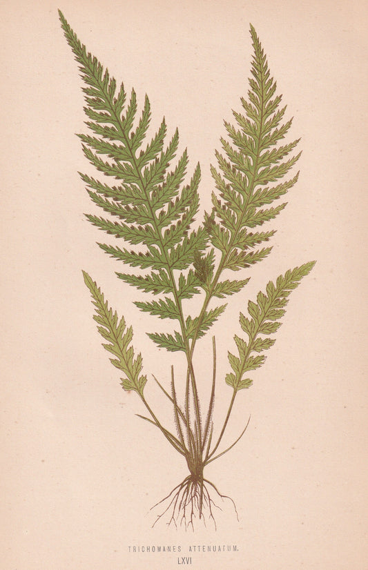 Trichomanes Attenuatum