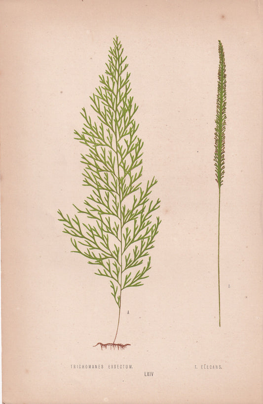 Trichomanes Exsectum