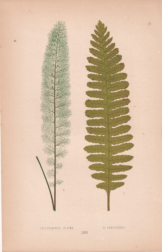 Trichomanes Pluma