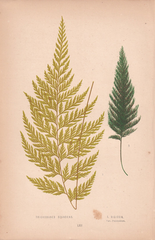 Trichomanes Scandens
