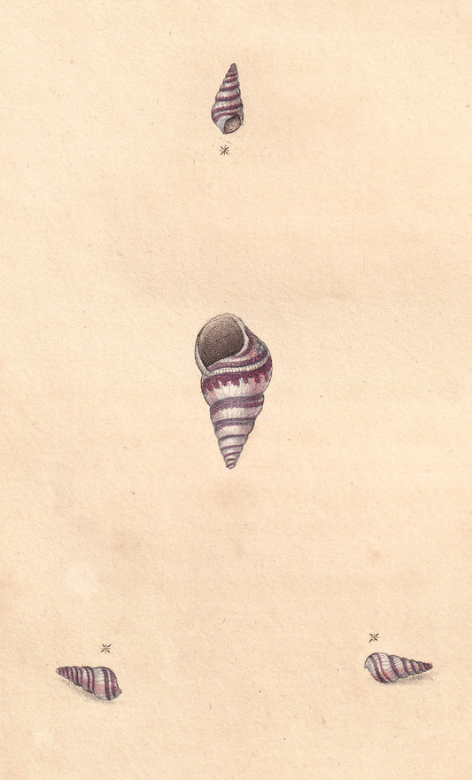 Turbo Fasciatus