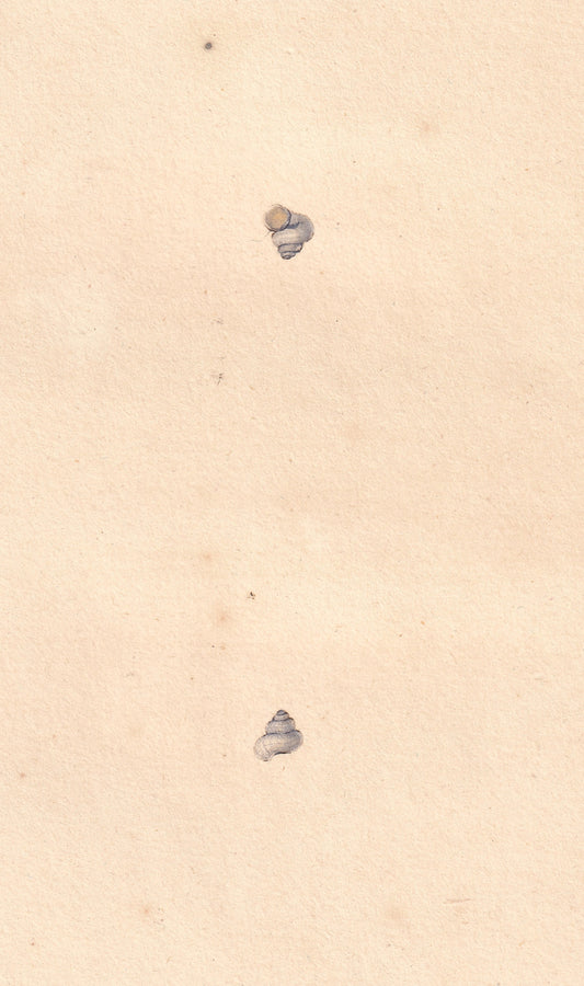 Turbo Fontinalis