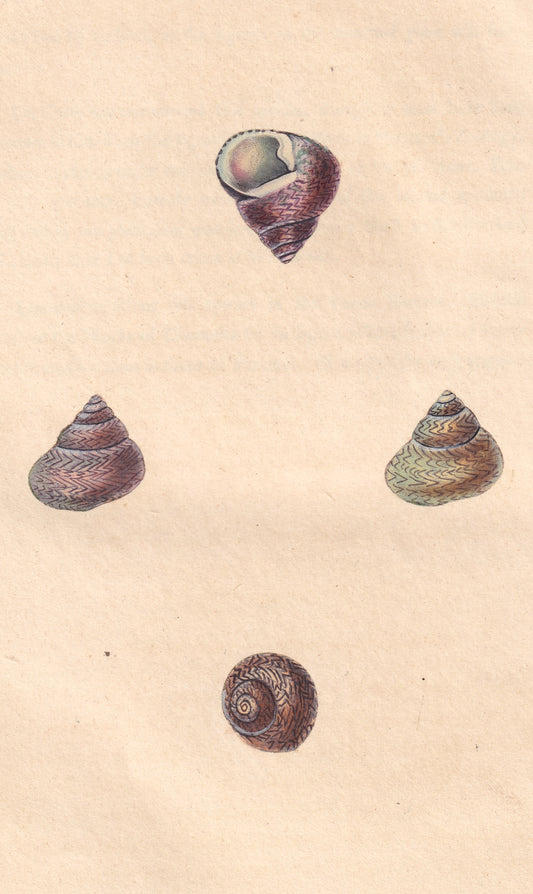 Turbo Lineatus