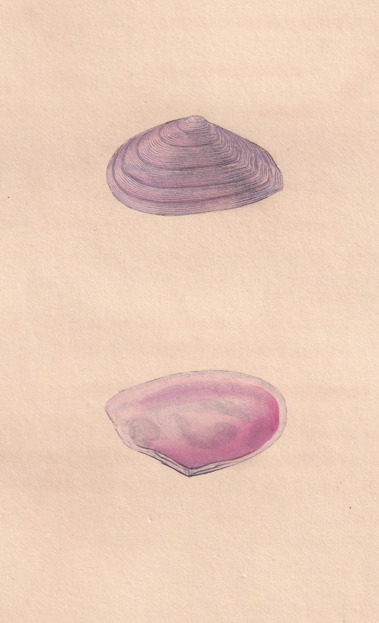 Unequally Striated Tellen