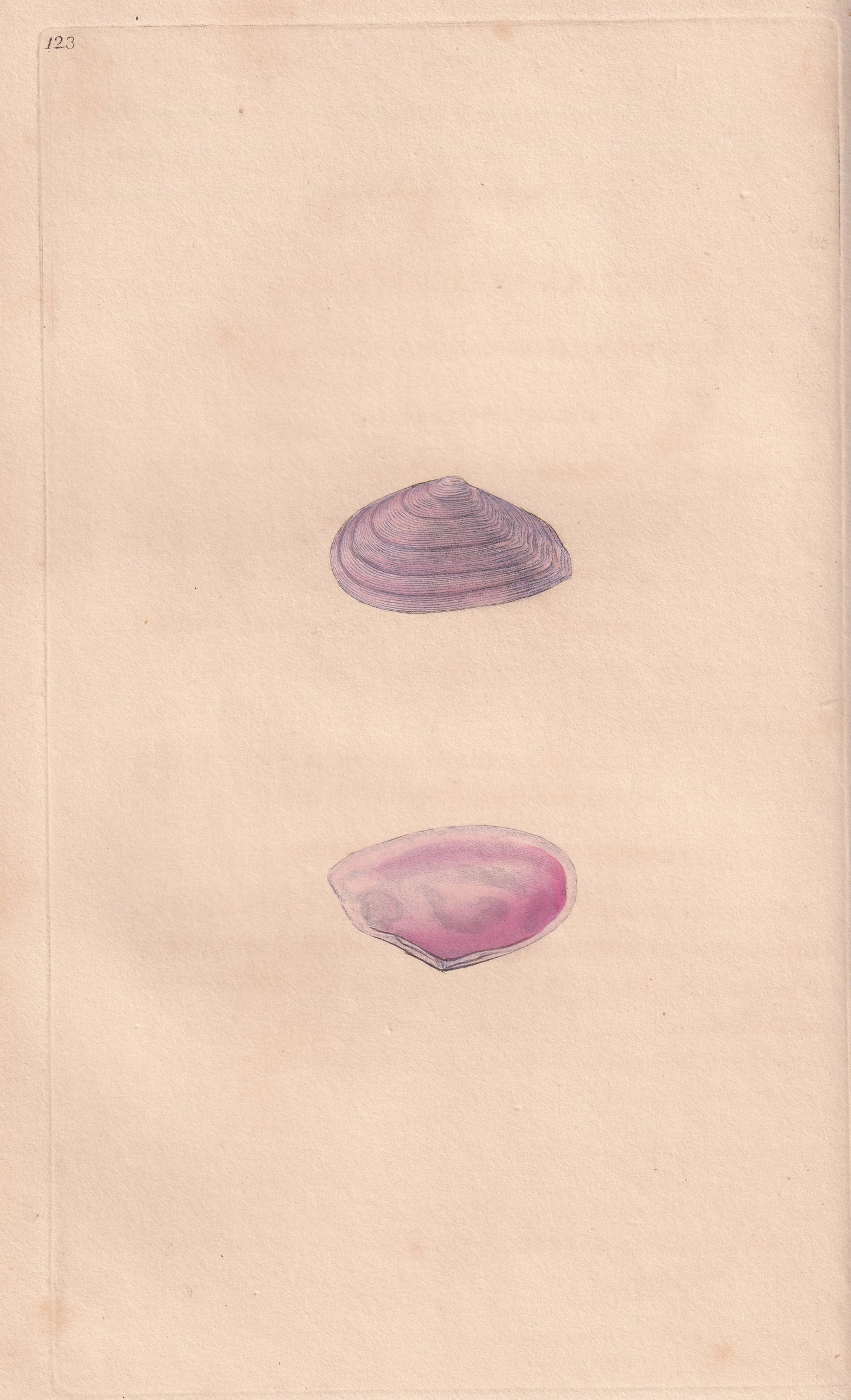 Unequally Striated Tellen