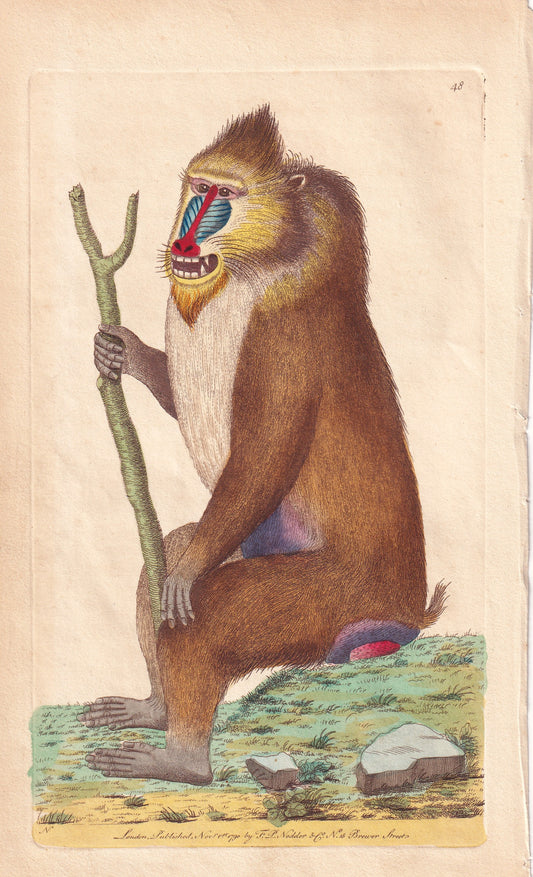 Variegated Baboon