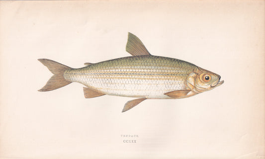 Vendace