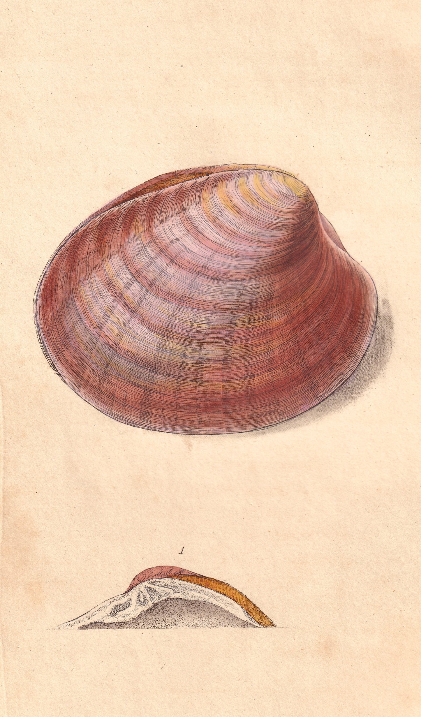 Venus Chione