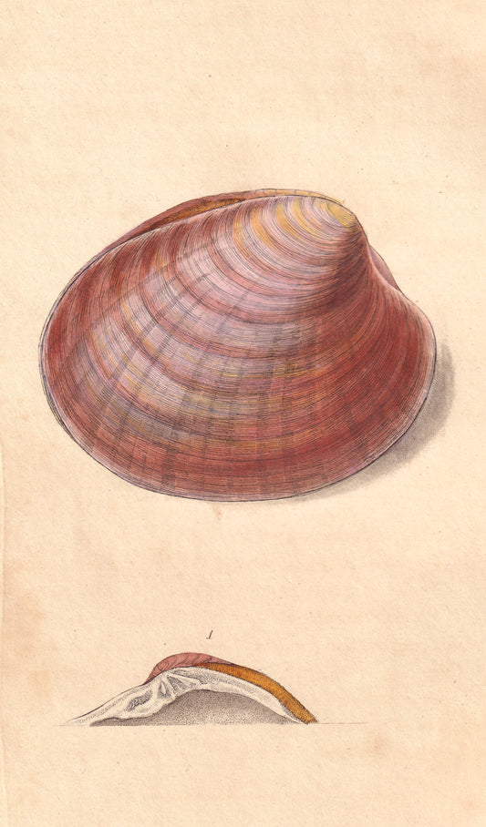Venus Chione