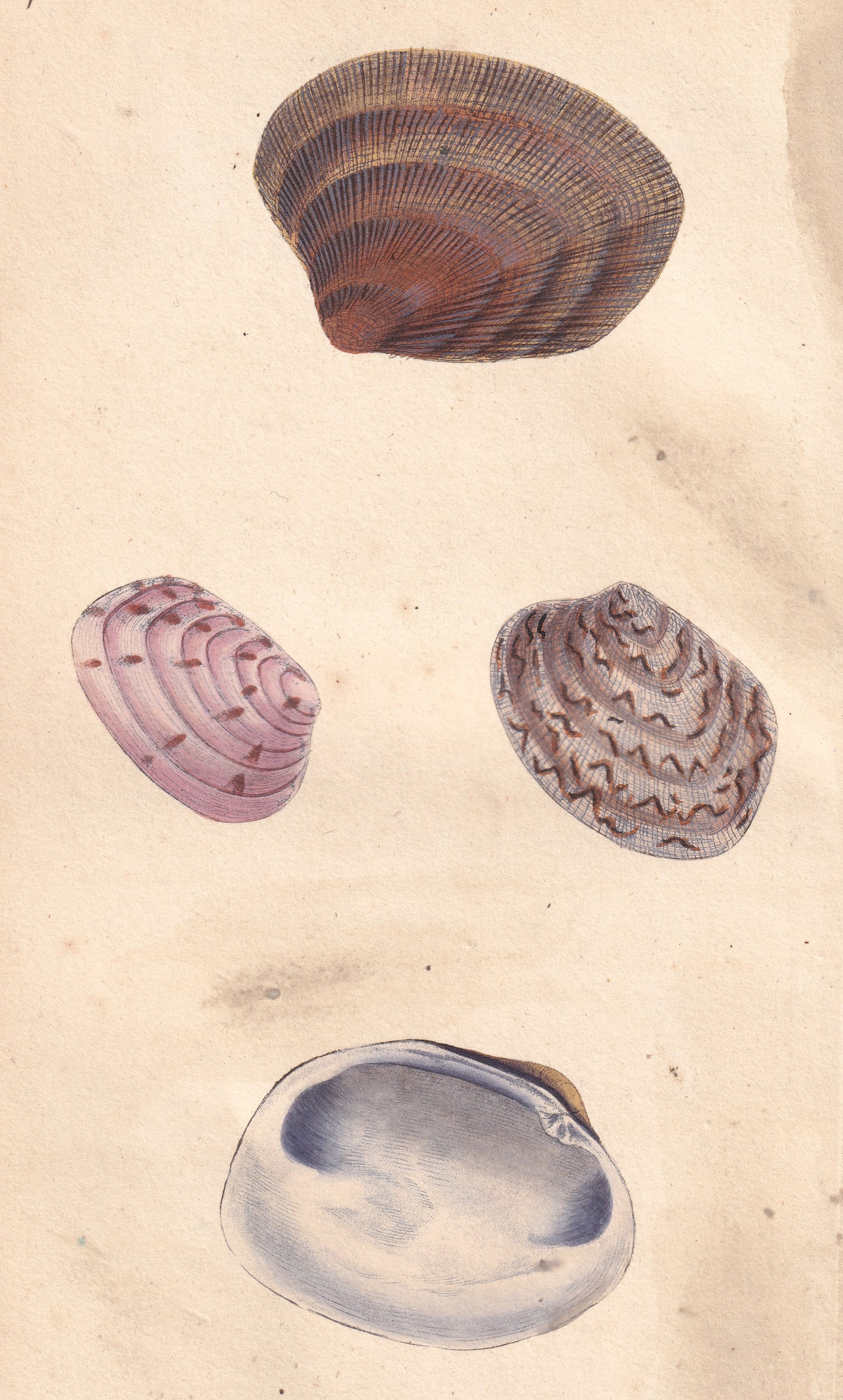 Venus Decussata