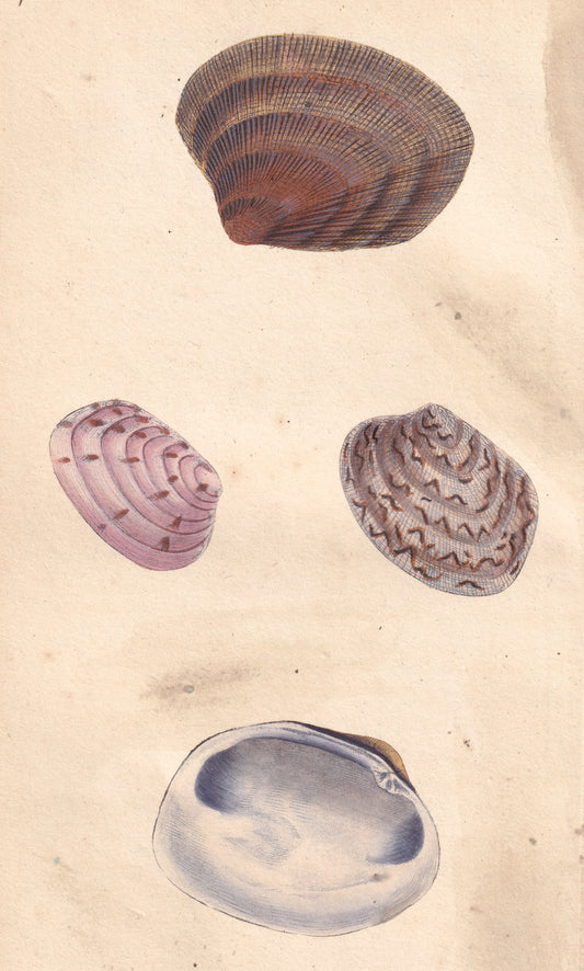 Venus Decussata