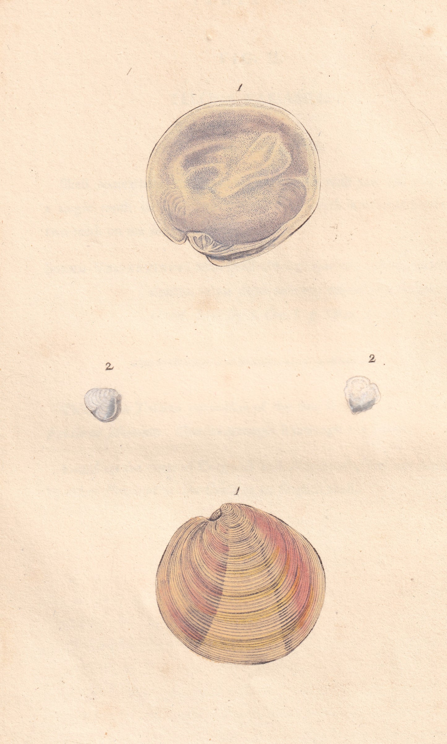 Venus Exoleta