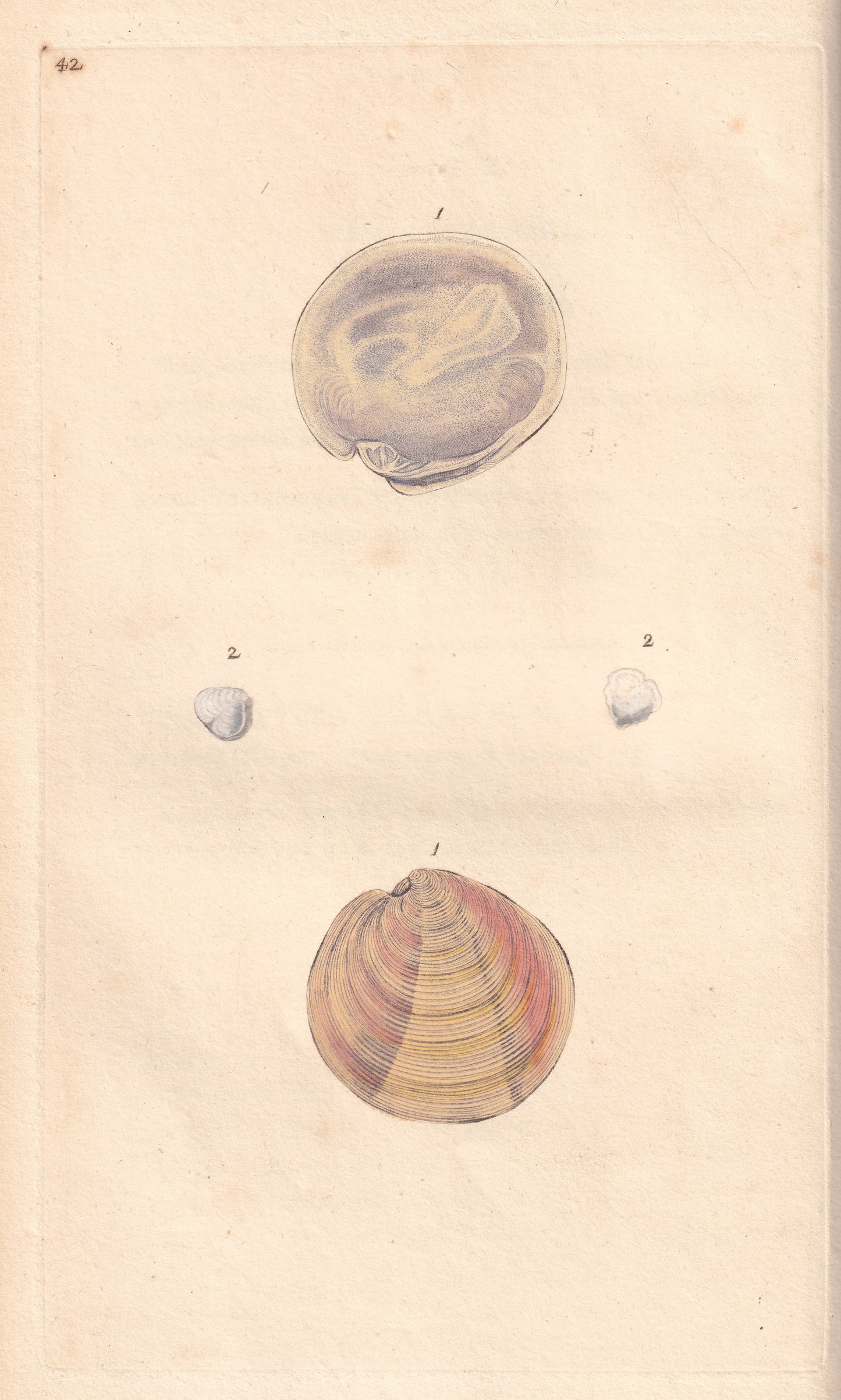Venus Exoleta
