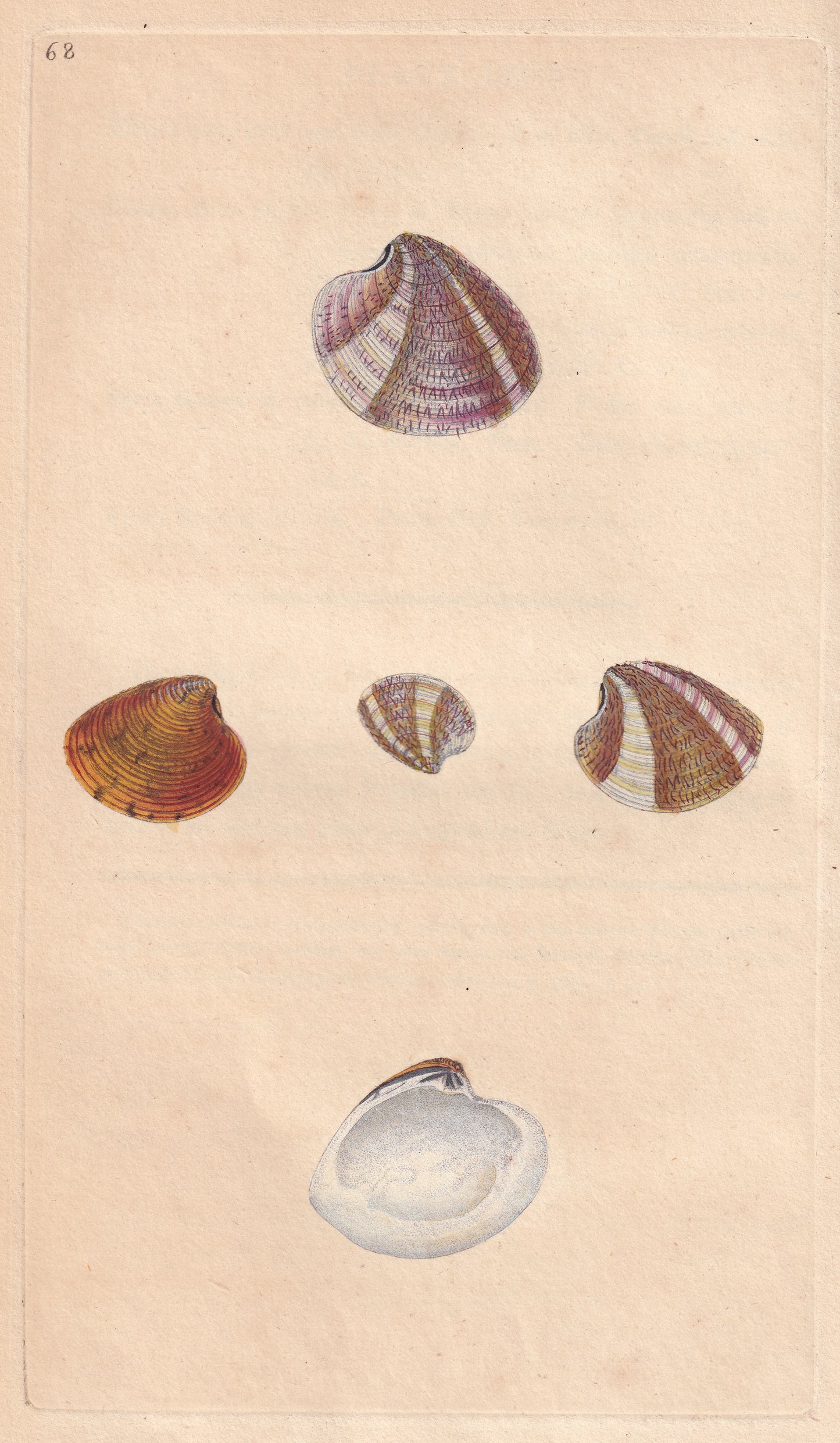 Venus Striatulus