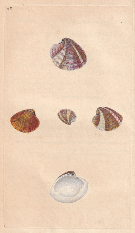 Venus Striatulus