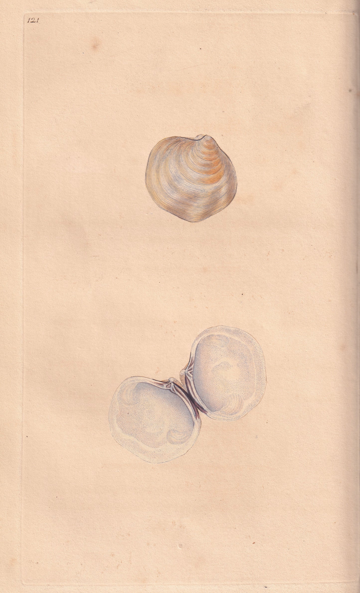 Waved Venus