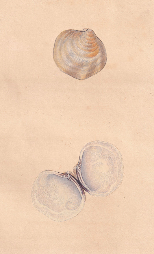 Waved Venus