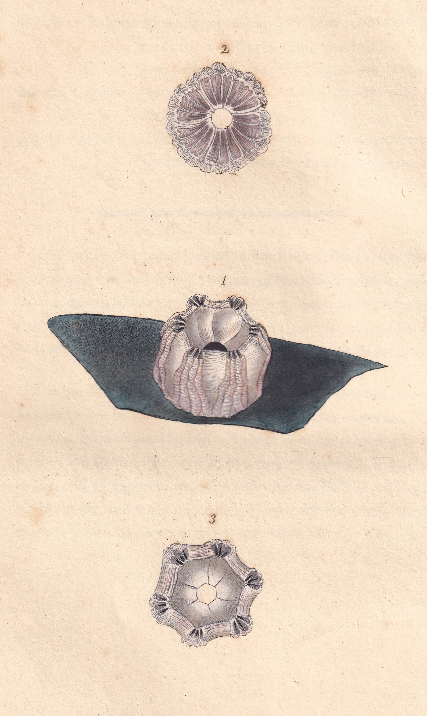 Whale Acorn Shell