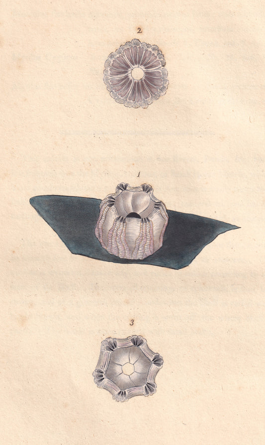 Whale Acorn Shell