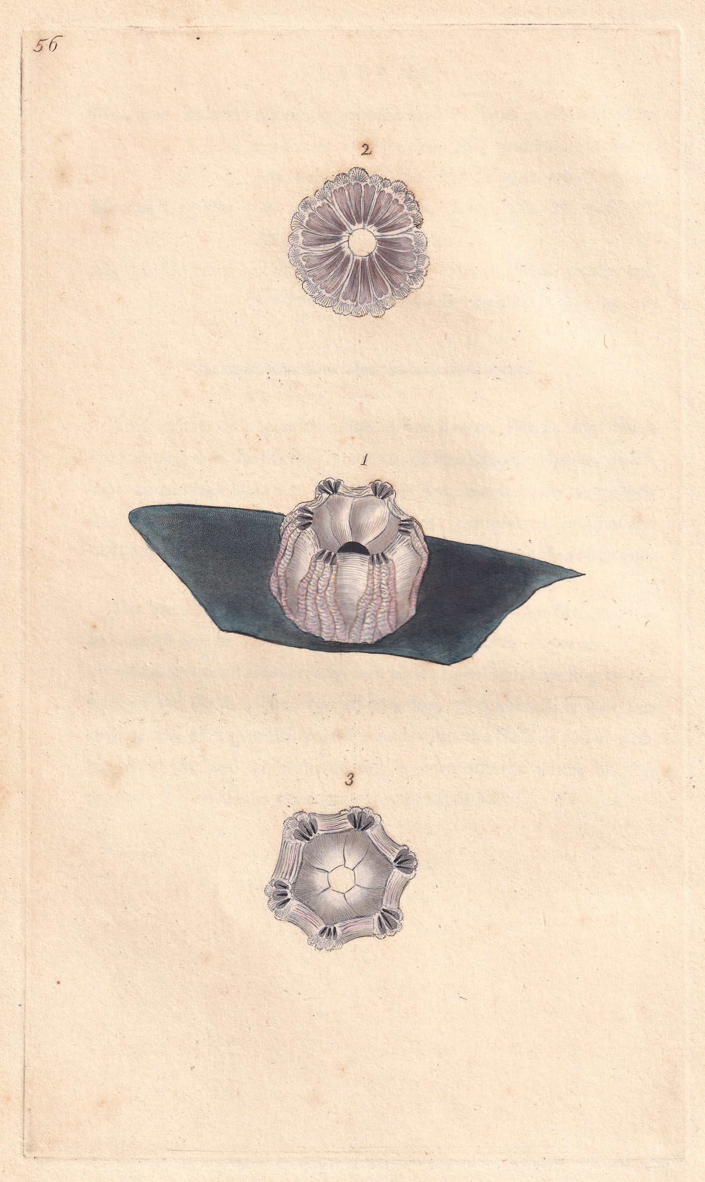 Whale Acorn Shell