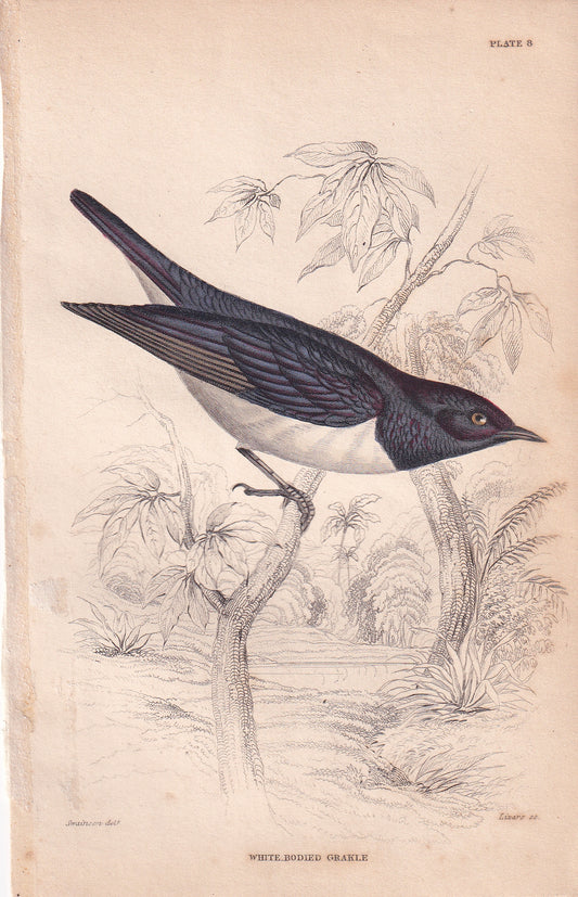 White Bodied Grakle